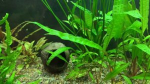 Аквариумистика. Итоги 2020 года