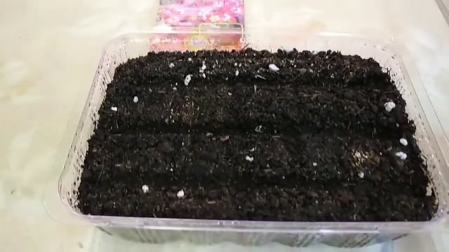 Обзор семян для посева в январе. Сею камнеломку.