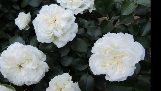 Мой Розовый Сад!!! С наступающим праздником 8 Марта!!! 2021г.Мои молодые розочки и розы в горшках. смотреть онлайн