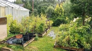Коротко о поливе осциллирующими дождевателями, как выбрать дождеватель и правильно использовать