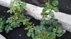 Роза Биатрис и ее подружки