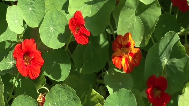 Мир живой природы. смотреть онлайн