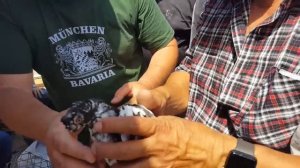 Ташкентский птичий рынок: ГОЛУБИ 8.06.19