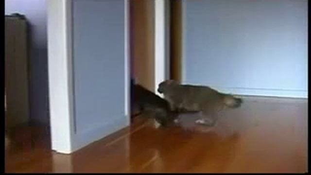 Коты дрифтеры прикол ахахахаха смотреть онлайн