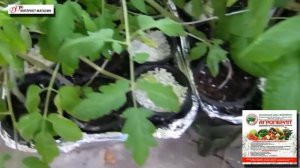 Агроперлит - проращивание семян, черенков, применение в гидропонике, рассада