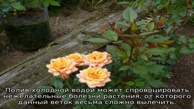 Роза Кордана микс: как ухаживать после покупки смотреть онлайн