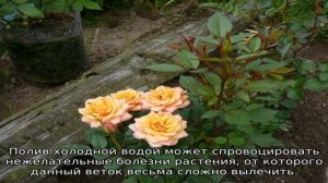Роза Кордана микс: как ухаживать после покупки