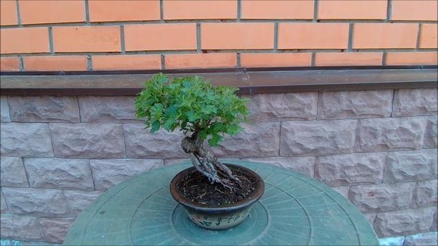 Бонсай крыжовник  колючий зелёный Bonsai gooseberry prickly green весна 2023 год