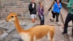 Вредная лама плюётся......