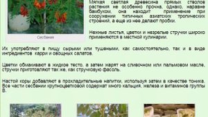 Сесбания Крупноцветковая (Sesbania grandiflora).