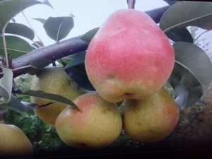 Что они вытворяют. Убираем огород и оставшийся урожай