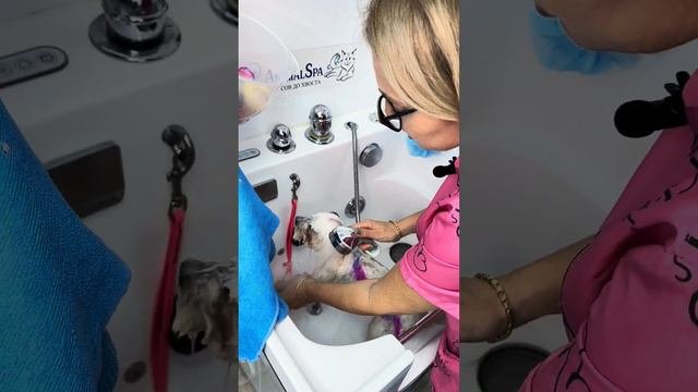 Можно ли мыть собаку мылом? Смотря каким... обзор грумера о специальном мыле от Show Tech (Бельгия)