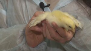 Птицефабрика в Русско-Высоцком возобновляет работу