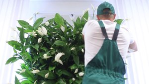 Фитомодуль Фитостена Фитокартина BOXSAND