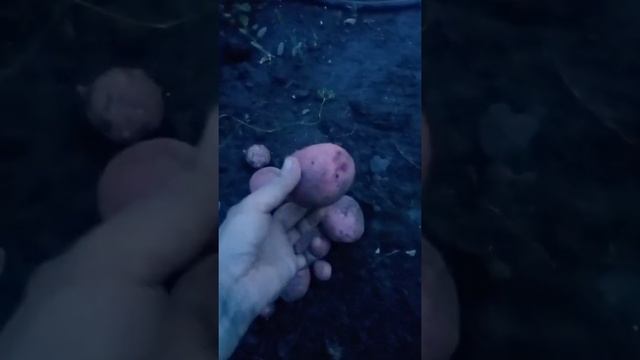 Копаем картофель Розара. Уборка 24.08.2021 Итог летней засухи. смотреть онлайн