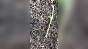 Розы из черенка. Пересадка после зимы.