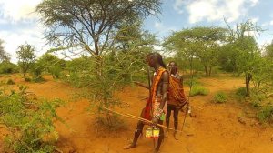 Maasai Trees: Olderkesi - (Acacia Senegal)  Ilkeek mosiro