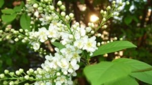 Стелла Джанни / Черемшина