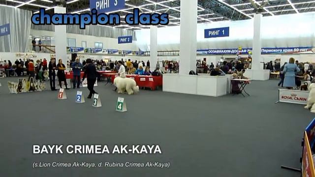 FCI-CACIB Perm, 02.02.2014, SRO-male смотреть онлайн