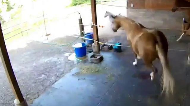 #Вы должны знать, как запрыгнуть на лошадь смотреть онлайн