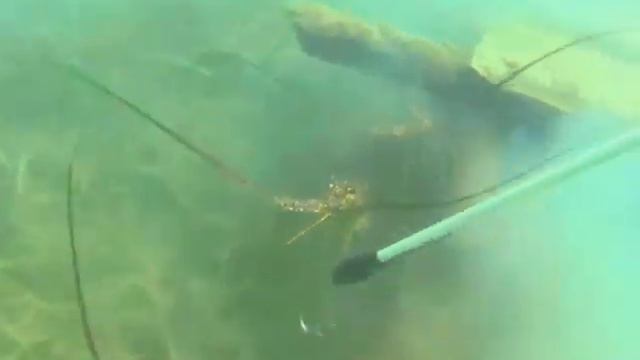 Belize Audubon Society Tackles Fishing Pressures with Copper Bank Fisherfolk смотреть онлайн