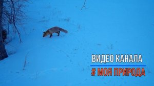 Снято на фотоловушку #11