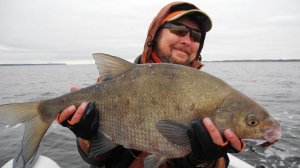 Лещ, судак и окунь на спиннинг