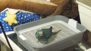 #КАКАРИКИ Валера купается / Попугай новозеландский прыгающий / Какарики СИНЕГО окраса  / Мари Мисти