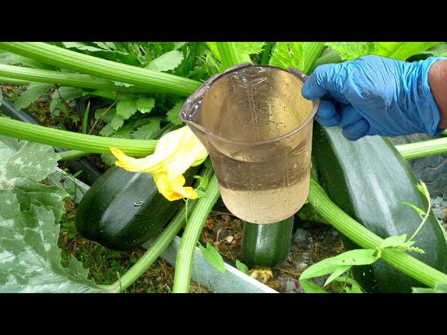 КАБАЧКИ ТОЛСТЕЮТ НА ГЛАЗАХ! ВАЖНАЯ ПОДКОРМКА КУСТОВ КАБАЧКОВ. Удобрение из БОРА, ЙОДА И КАЛЬЦИЯ