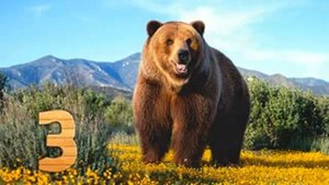 Самые большие медведи в мире