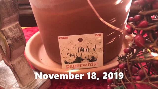 Growing Paperwhites Indoors EASY! 🪴 How to Grow from bulbs Beginning to Bloom! 🌼 | Wendi's Garden смотреть онлайн