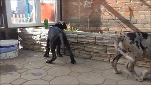 Щенки Немецкого Дога, питомник Дон-Ратибор