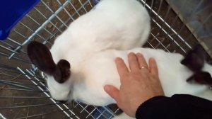 О чём вам расскажут кролики ИЛИ как он это делает Выращивание породных кроликов для племенной работ