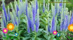 Вероника колосистая Ульстер Блю Дварф. Краткий обзор veronica ulstar dwaft blue Ulstar Dwaft Blue