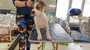 Беляш в хендлинг зале \ Стаффордширский терьер