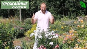 ГЛАВНЫЕ СЕКРЕТЫ УХОДА ЗА ПРЕКРАСНЫМИ ФЛОКСАМИ! Как же я их люблю! Роскошные флоксы!