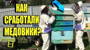 ЗАБИРАЕМ МЕД В МЕДОВЫЙ СПАС. КАК ИЗБЕЖАТЬ ВОРОВСТВА? ЛЮБИТЕЛЬСКОЕ ПЧЕЛОВОДСТВО ДЛЯ НАЧИНАЮЩИХ