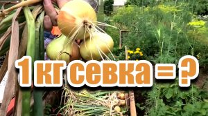 Сколько лука из 1 кг севка. И томаты !!!