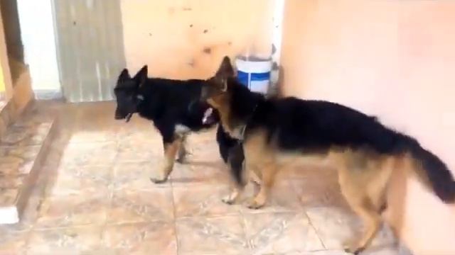 Funny Animals Mating | Animals Mating-Top 10 DOG Mating & Funny - Best Funny Animal 2018 смотреть онлайн