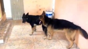 Funny Animals Mating | Animals Mating-Top 10 DOG Mating & Funny - Best Funny Animal 2018