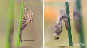 Интересные факты о стрекозе