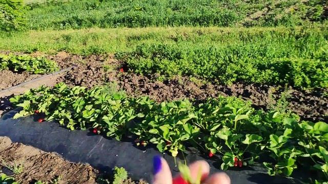 Начинает созревать клубника на откром  грунте. Джоли, Прими.