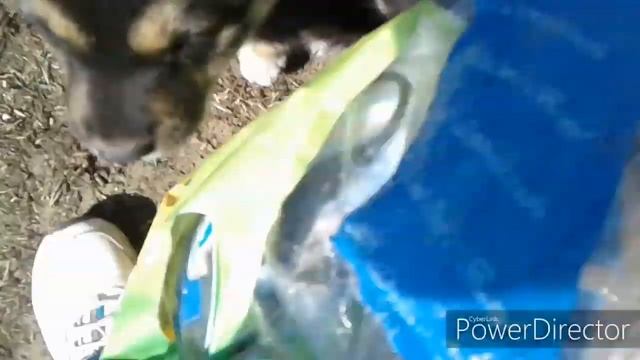 Бегут за мной! Съели творог за 5 секунд! ☺ смотреть онлайн