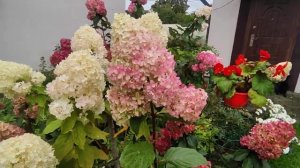 Метельчатая гортензия Фантом ❓