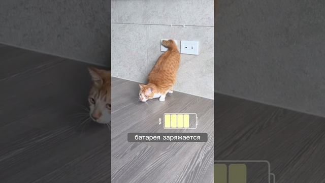 The cat is charging