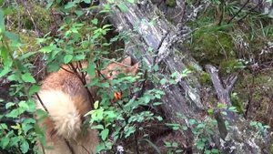 Лайки Айка и Мана (нахаживание в тайге)