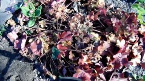 Гейхеры в саду и их секреты ЧАСТЬ 1 !!!!