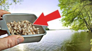 Так перловку вы еще не готовили! Килошный карась хватает ее недумая! Как ловить карася на перловку?