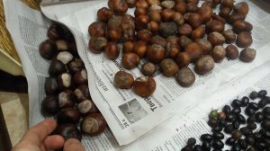 Каштан съедобный, каштан конский, камфора, лавр, тюльпановое дерево