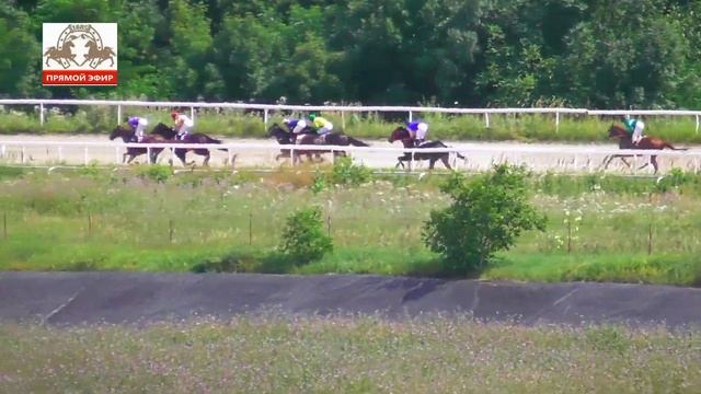 09.07.2023 Приз в честь Дня семьи, любви и верности на лошадях 3-х лет чистокровной породы - Аверон смотреть онлайн